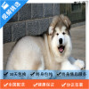 麦比佳 纯种巨型阿拉斯加幼犬活体宠物 熊版十字脸阿拉斯加雪橇犬 双血统烟灰色桃脸阿拉斯加幼崽 巨大型雪橇犬阿拉斯加犬34
