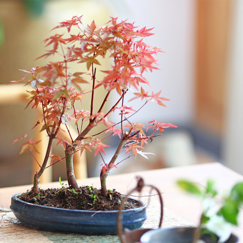 花小象系列 日本盆景室内植物红枫盆栽植物盆景树桩红枫树苗四季 2图片 高清实拍图 苏宁易购 花小象系列 日本盆景室内植物红枫盆栽植物盆景树桩红枫树苗四季 2图片 高清实拍图 苏宁易购