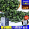 八闽东华2023新茶铁观音正宗特级兰花浓香型铁观音安溪乌龙茶叶礼盒装500g