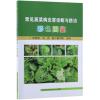常见蔬菜病虫害诊断与防治彩色图鉴