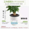 发财树盆栽室内客厅桌面绿植小盆景大发财树苗树吸甲醛植物 1盆发财树90#+厚德载物盆