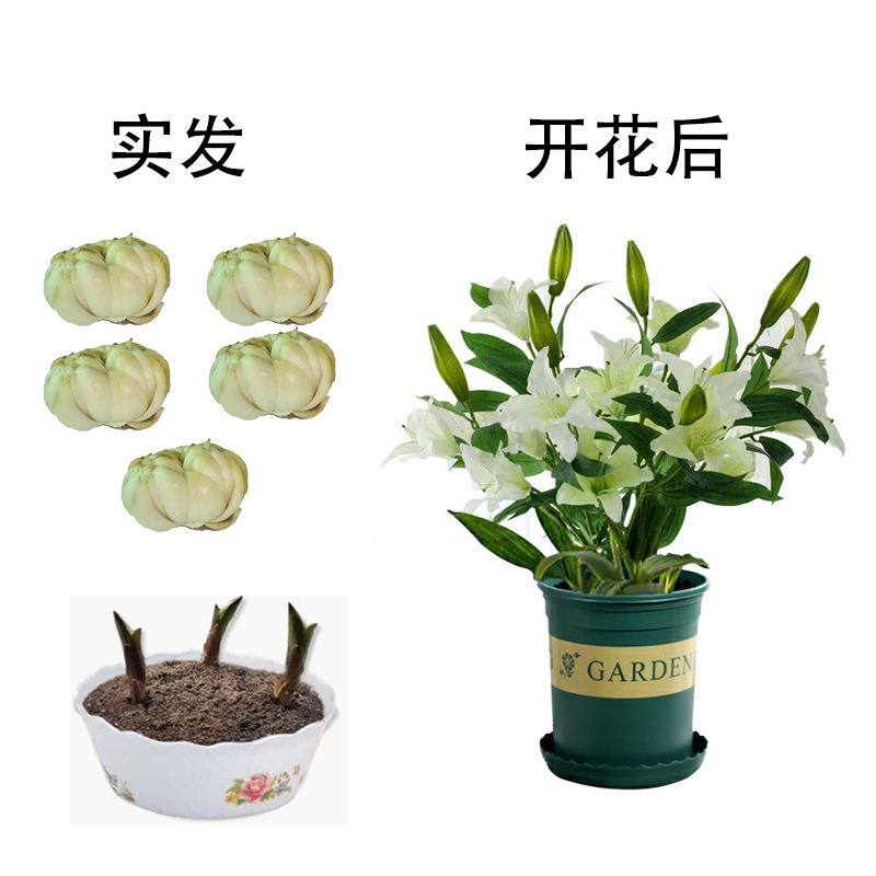 【叶卉美百合种球+盆+土】香水百合一代种球包发芽开花 【5个球+1碗莲盆+1包土】