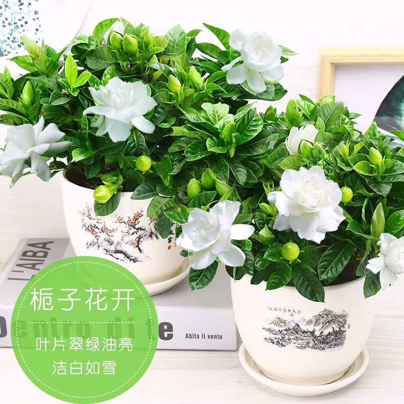 栀子花栀子花四季开花盆栽室内外盆景花卉观花植物除甲醛四季开花盆栽室内外盆景花卉观花.. 2盆栀子花+2个花纹陶瓷盆+1支营养液