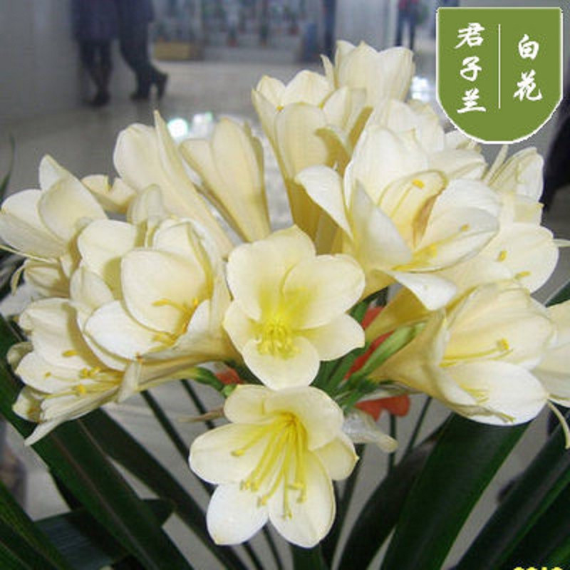 【叶卉美君子兰10-12片叶子】君子兰10-12片叶子加仑盆室内阳台盆栽 【白花】原盆原土+生根粉当年开花