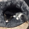 猫窝封闭式小型犬狗窝冬季冬天加厚保暖四季通用猫咪窝垫宠物用品 M：60*60*42cm（适合20斤内宠物） 深咖