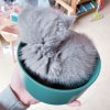 猫碗双碗陶瓷狗碗猫咪食盆饭盆狗狗喝水猫粮碗宠物用品实木防打翻_2 碗直径15.5cm碗深6.8cm 黛绿色单碗（无底座）