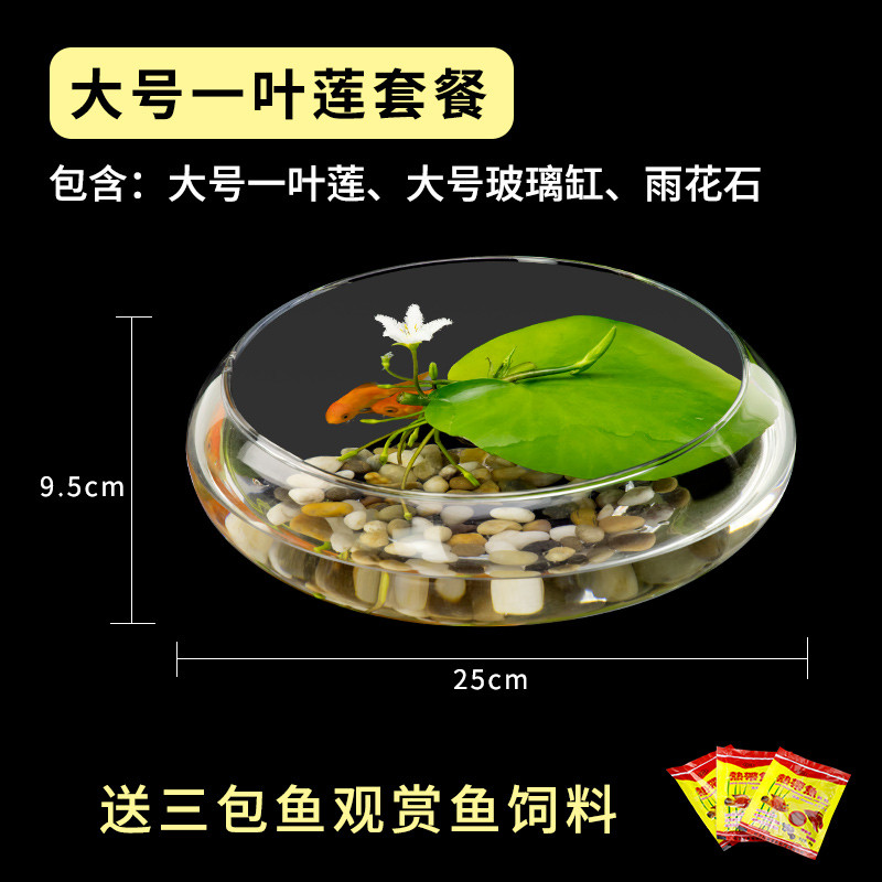 圆鱼缸小型桌面创意玻璃睡莲圆形水培植物金鱼缸一体水养家用造景_1 默认尺寸 大号一叶莲缸套餐【送雨花石】
