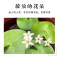 圆鱼缸小型桌面创意玻璃睡莲圆形水培植物金鱼缸一体水养家用造景_1 默认尺寸 中号一叶莲【不包含缸】