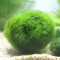 小鱼缸水族箱造景装饰真水种子植物前景懒人水藻球_1