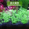 水泥专用沙鱼缸装饰肥料底砂种植土陶粒砂水族造景套餐10斤_2 默认尺寸 1L净水无粉版（买一送三）