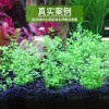 水泥专用沙鱼缸装饰肥料底砂种植土陶粒砂水族造景套餐10斤_2 默认尺寸 9L净水无粉版（买一送三）