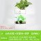 水培植物养鱼缸一体家用塑料创意懒人小型免换水桌面斗鱼专用客厅_1 默认尺寸 白色标配+绿藻球+绿萝