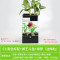 水培植物养鱼缸一体家用塑料创意懒人小型免换水桌面斗鱼专用客厅_1 默认尺寸 黑色标配+绿萝+狮王斗鱼