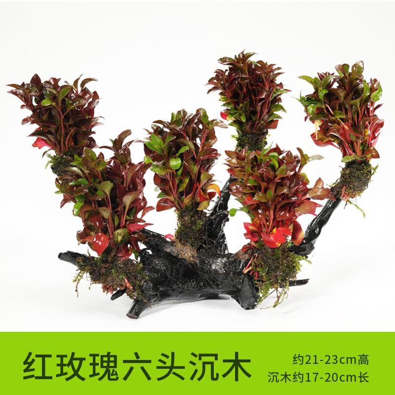 懒人水有茎类鱼缸装饰水榕沉木净化水质的水辣椒榕水族箱_2_159 默认尺寸 【六头】红玫瑰六头沉木