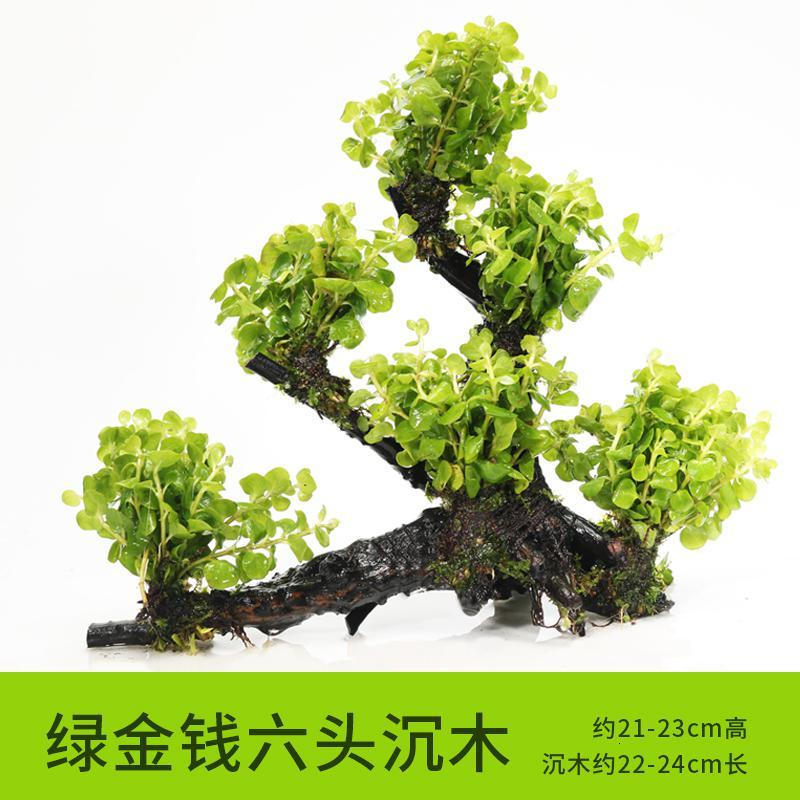 懒人水有茎类鱼缸装饰水榕沉木净化水质的水辣椒榕水族箱_2_159 默认尺寸 【六头】绿金钱六头沉木
