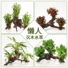 懒人水有茎类鱼缸装饰水榕沉木净化水质的水辣椒榕水族箱_2_159 默认尺寸 【三头】绿金钱三头沉木