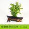 沉木水缸鱼缸装饰造景套餐小水榕类懒人新手真水椒植物_1 默认尺寸 【单头】绿金钱单头沉木