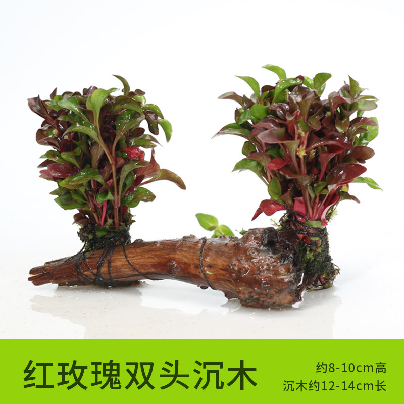 沉木水缸鱼缸装饰造景套餐小水榕类懒人新手真水椒植物_1 默认尺寸 红玫瑰双头沉木