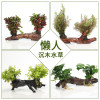 沉木水缸鱼缸装饰造景套餐小水榕类懒人新手真水椒植物_1 默认尺寸 【单头】红玫瑰单头沉木