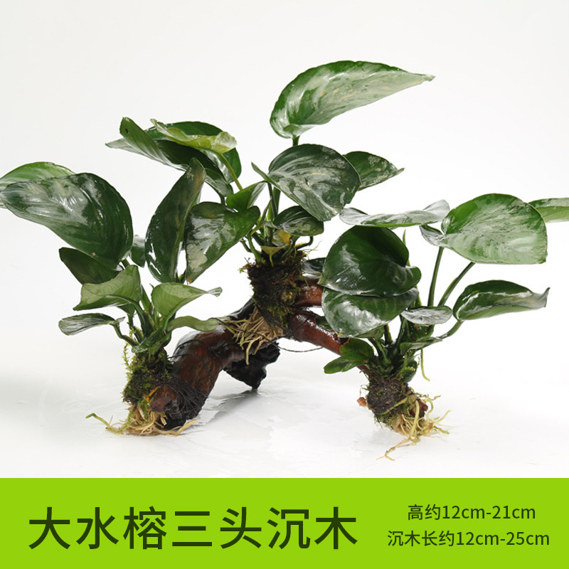 沉木水缸鱼缸装饰造景套餐小水榕类懒人新手真水椒植物_1 默认尺寸 【三头】大水榕三头沉木