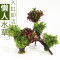 鱼缸装饰造景套餐真水沉木后景缸植物淡水小水榕养鱼懒人_1 默认尺寸 三头小水榕加红玫瑰