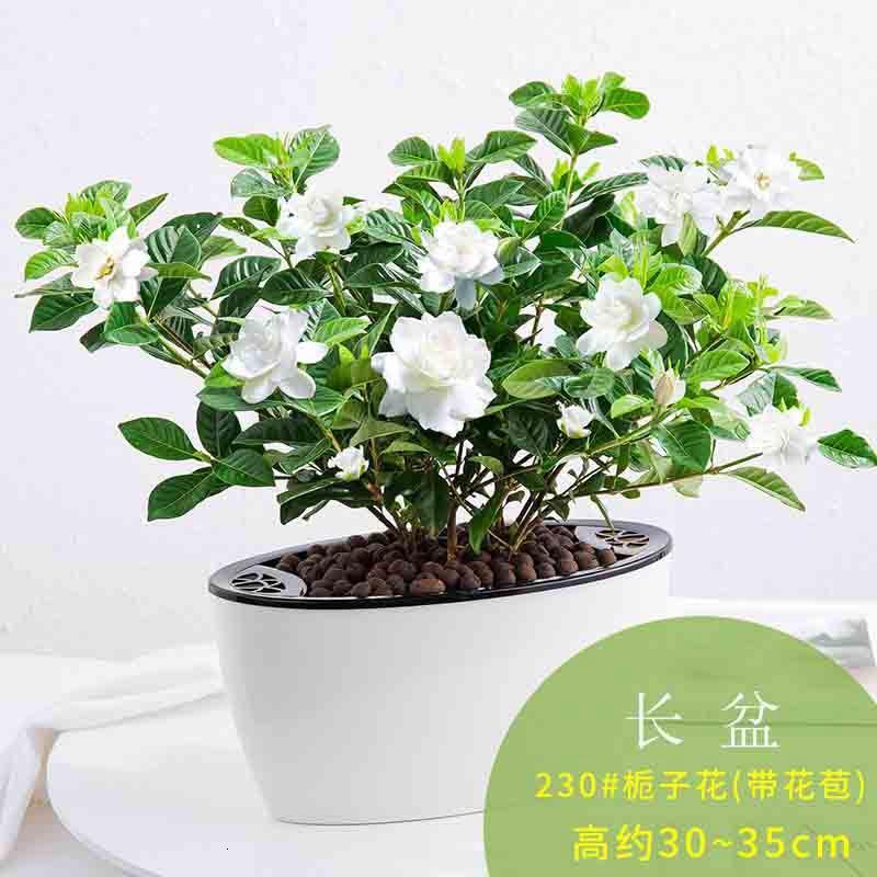 室内花栀子花盆栽阳台花卉观花植物好养的花懒人盆栽-竖盆[栀子花带花苞]大盆新品_332 长盆[230#栀子花]带花苞