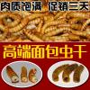 面包虫干粉虫仓鼠龟粮地图罗汉鱼粮龙鱼饲料鱼饲料冻干_616 默认尺寸 冻干面包虫3000ml