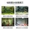 鱼缸过滤器过滤棉污力丸净化水质蛋白棉净水剂去污丸除水臭_2 默认尺寸 森森去污灵220ML
