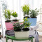 幽情谷 双盆水培植物竹柏九里香 罗汉松 室内水培多肉办公室花卉盆栽懒人盆栽好养活净化空气 带盆花盆 绿色双盆+竹柏+九里香