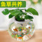 圆形鱼缸玻璃小号金鱼缸迷你圆形创意水族箱生态桌面绿植水培缸_1 默认尺寸 大号套餐A