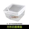 小号饲养箱塑料透明蝎子守宫蜥蜴养殖箱陆龟昆虫鸣虫饲养盒_1_223 默认尺寸 方形白盖裸盒