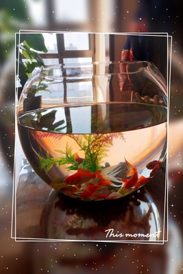 圆形鱼缸玻璃小号水族世界金鱼缸迷你创意水族箱法耐FANAI淡水缸 单卖20颗夜光石 鱼缸晒单图