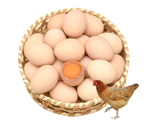 鲜鸡蛋