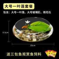 圆鱼缸小型桌面创意玻璃睡莲圆形水培植物金鱼缸一体水养家用造景_1 默认尺寸 大号一叶莲缸套餐【送雨花石】