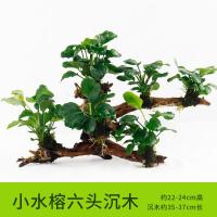 懒人水有茎类鱼缸装饰水榕沉木净化水质的水辣椒榕水族箱_2_159 默认尺寸 【六头】小水榕六头沉木