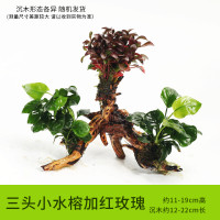 鱼缸装饰造景套餐真水沉木后景缸植物淡水小水榕养鱼懒人_1 默认尺寸 三头小水榕加红玫瑰