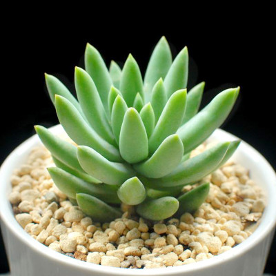 多肉植物 玉珠莲苗 迷你桌面创意绿植 办公桌小盆栽