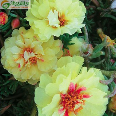 津沽园艺花卉种子黄色太阳花黄雀死不了半枝莲种子四季播种