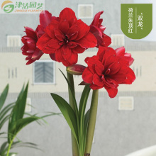 秋冬花卉图片 秋冬花卉图片大全 苏宁易购