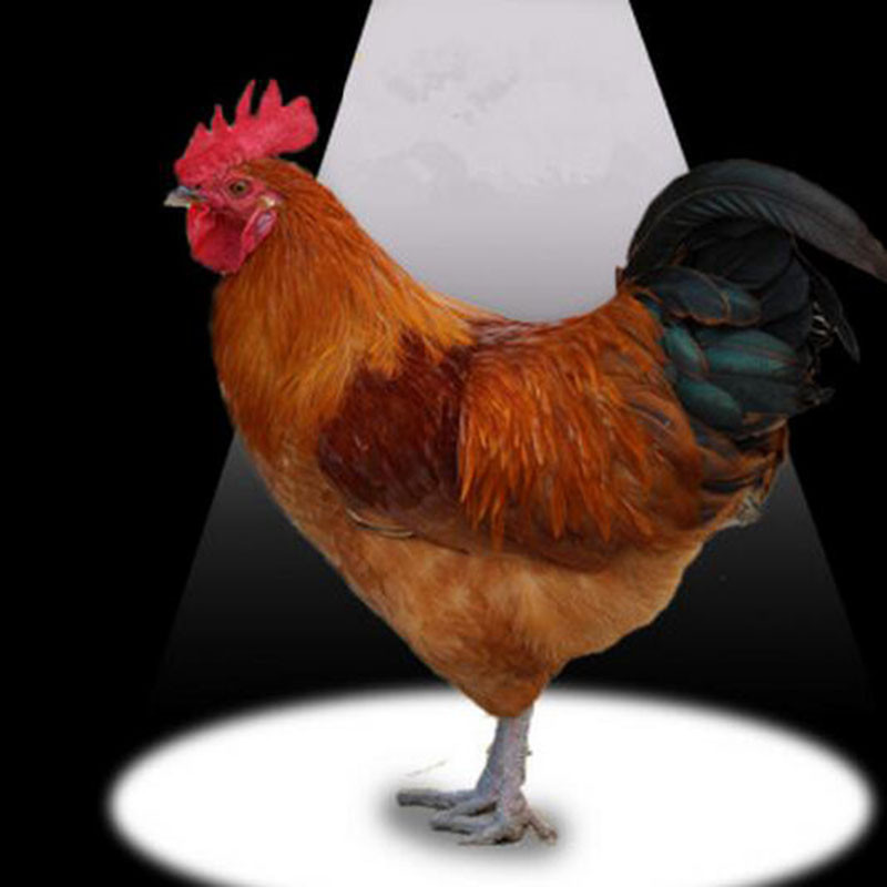 苏北老公鸡1只整鸡约25斤退