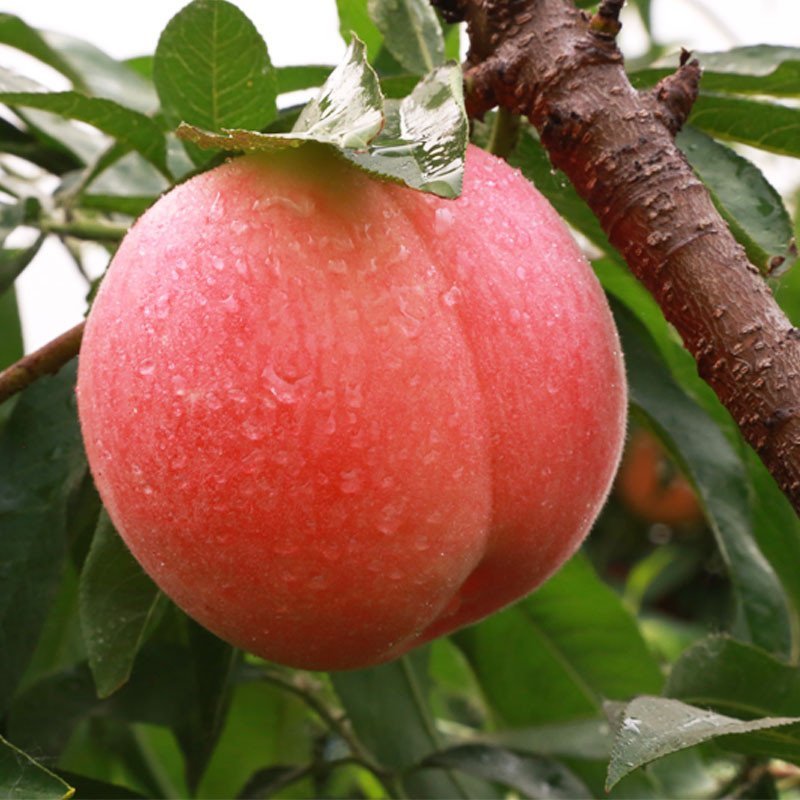 好膳时 新沂水蜜桃 木兰桃 礼品包装 每个6.5-7两 6个装