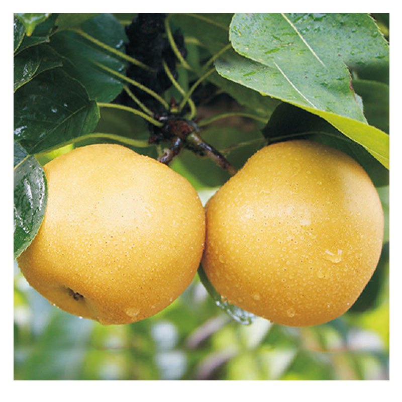 四川丰水梨 2个/盒(约350g) 水果丰水梨新鲜丰水梨