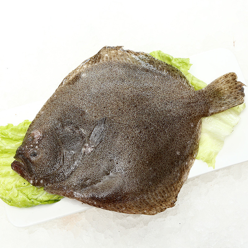 多宝鱼 500g 新鲜海鱼 鱼鲜活海鲜鱼小海鱼平鱼蝶鱼冷冻鱼