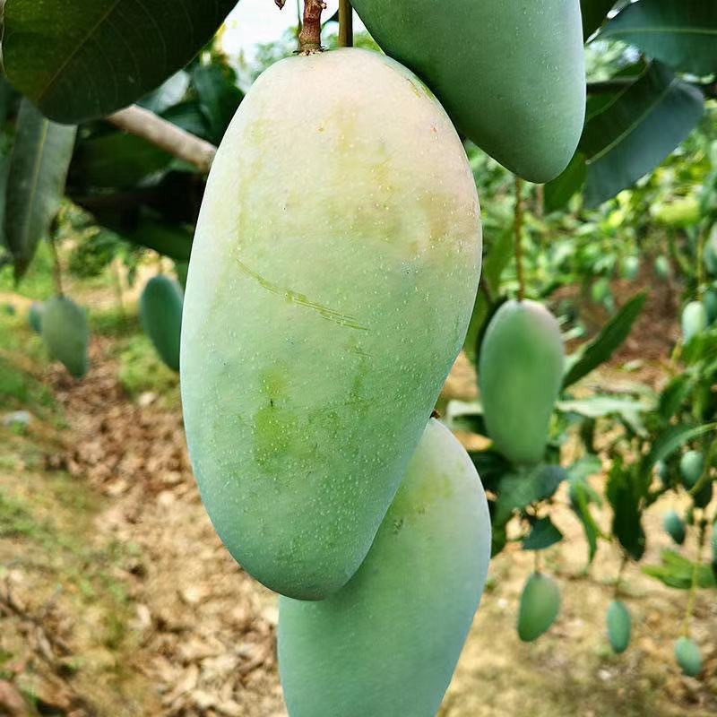 【爆甜】越南玉芒大青芒新鲜水果当季整箱甜心芒应季10斤芒果特大芒果