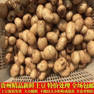 贵州小土豆马铃薯新鲜现挖精品土豆新鲜洋芋批发3斤/5斤/9斤